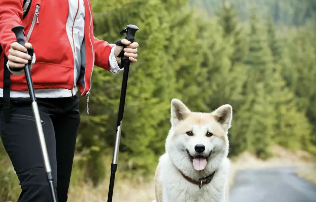 Nordic Walking With Dog