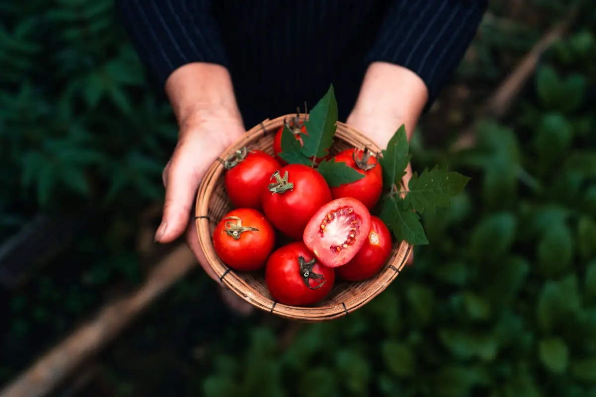 Tomatoes: A Low-Carb Addition to Your Lifestyle