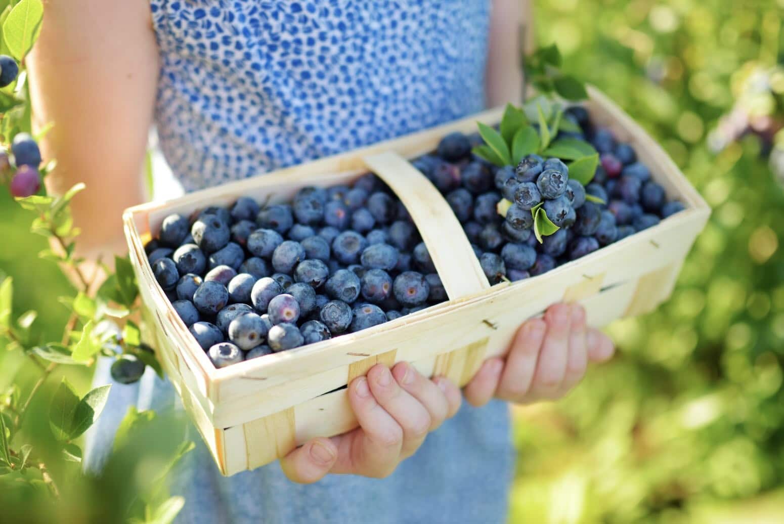 Carb Count in Blueberries Reluctant Low Carb Life