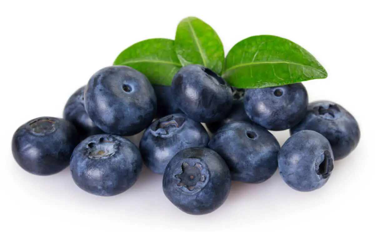 Carb Count in Blueberries