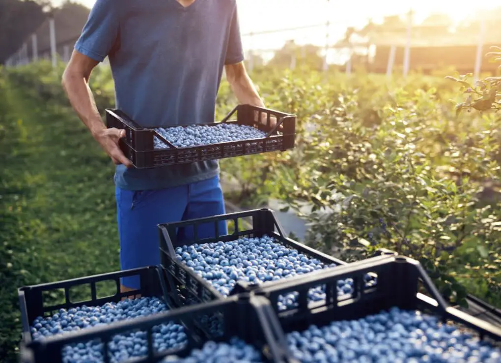 Harvesting Blueberry