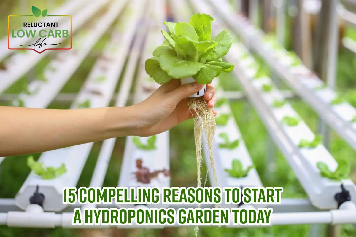 15 Compelling Reasons To Start A Hydroponics Garden Today